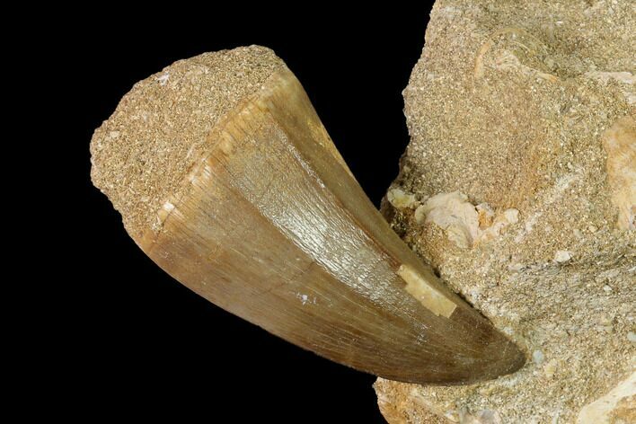 Mosasaur (Mosasaurus) Tooth In Rock - Morocco #152565